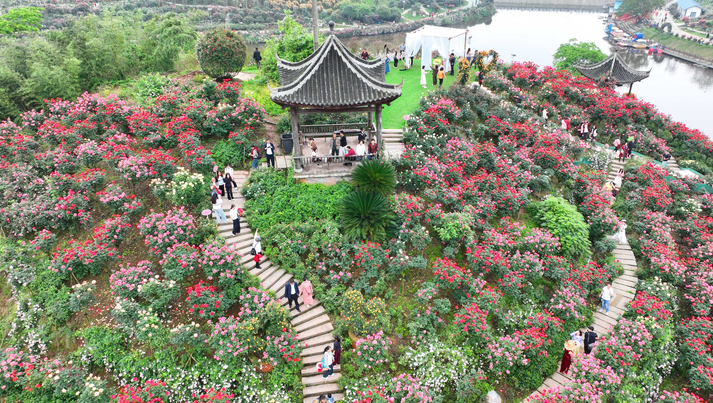 重庆永川：500亩山地玫瑰竞相绽放 把美丽资源转化为美丽经济