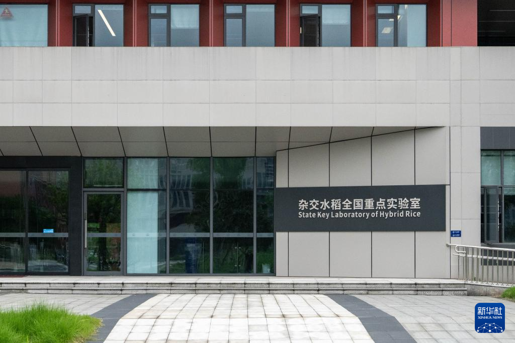 从实验室到试验田 杂交水稻拔节生长