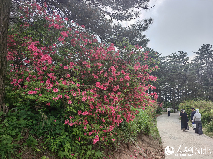 行进中国丨湖北龟峰山:花常在 业长青 龟峰山顶目前还有部分杜鹃在开放,像站好春天“最后一班岗”。人民网记者 郭婷婷摄