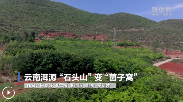 云南洱源“石头山”变“菌子窝”