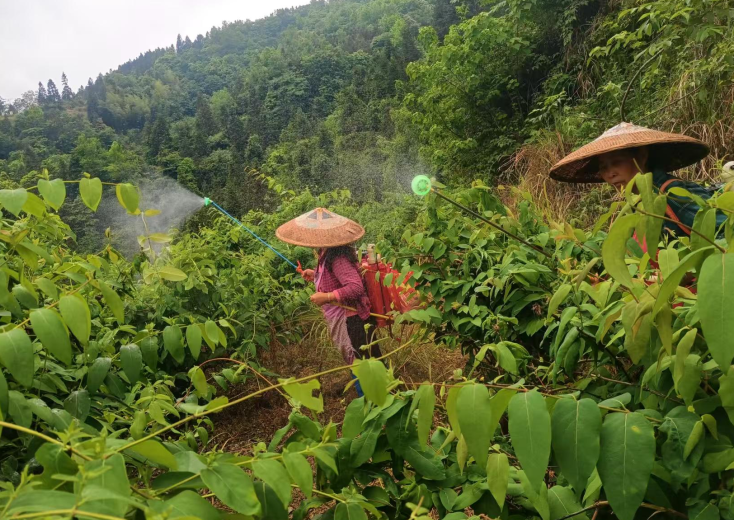 重庆秀山钟灵镇：万亩山银花管护忙