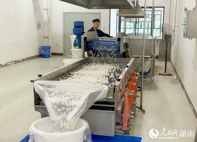 有“身份证”的中药怎样炼成——探访湖南首批数字化中药饮片工厂 茯苓筛选。人民网记者 林洛頫摄