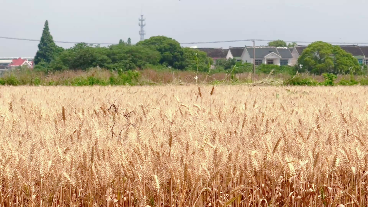金穗满田 颗粒归仓！江苏阳澄湖镇绘就“三夏”农忙丰收景