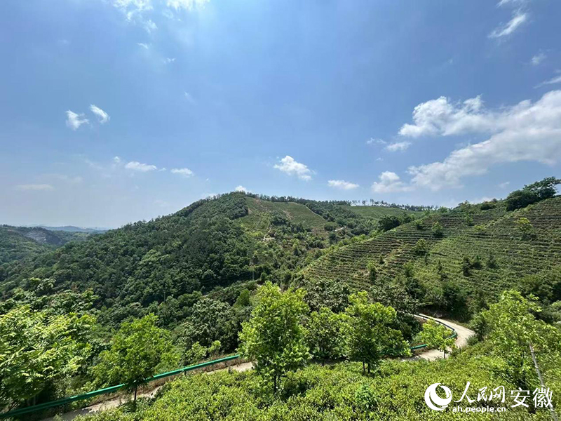 桐城市黄甲镇的一处桐城小花种植基地。人民网记者 高飞跃摄
