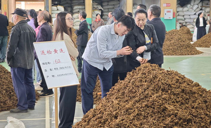 重庆山区逆袭 看石柱如何把“苦”药材熬成“甜”产业