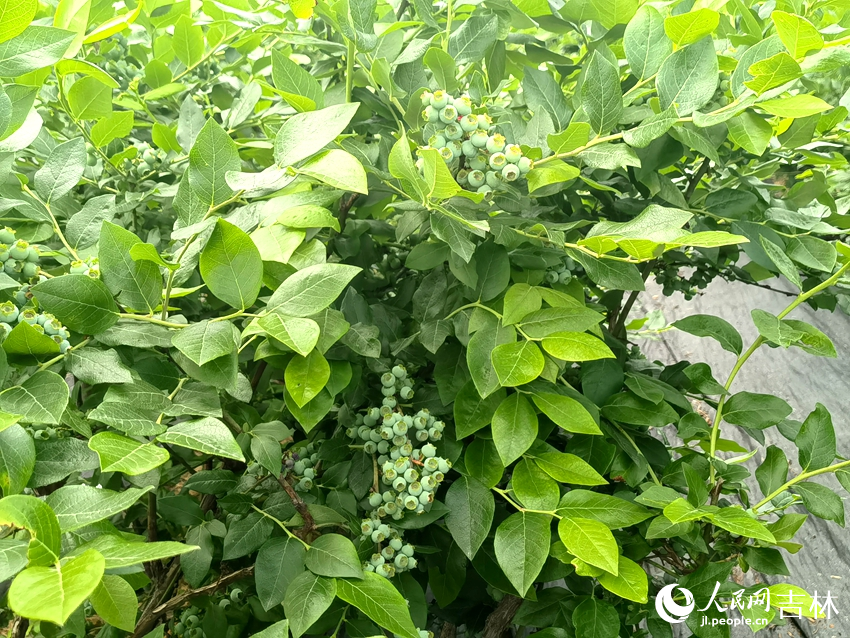 蓝莓果实饱满。人民网记者 马俊华摄