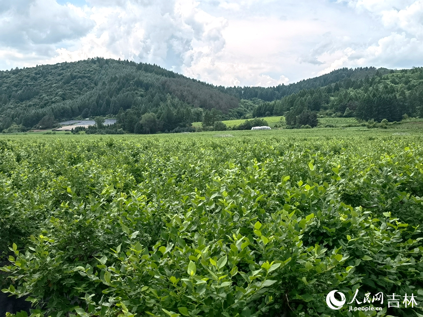 山脚下的“蓝莓林”。人民网记者 马俊华摄