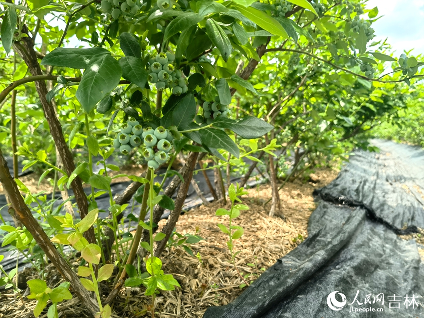 玉米秸秆覆盖蓝莓植株根部。人民网记者 马俊华摄