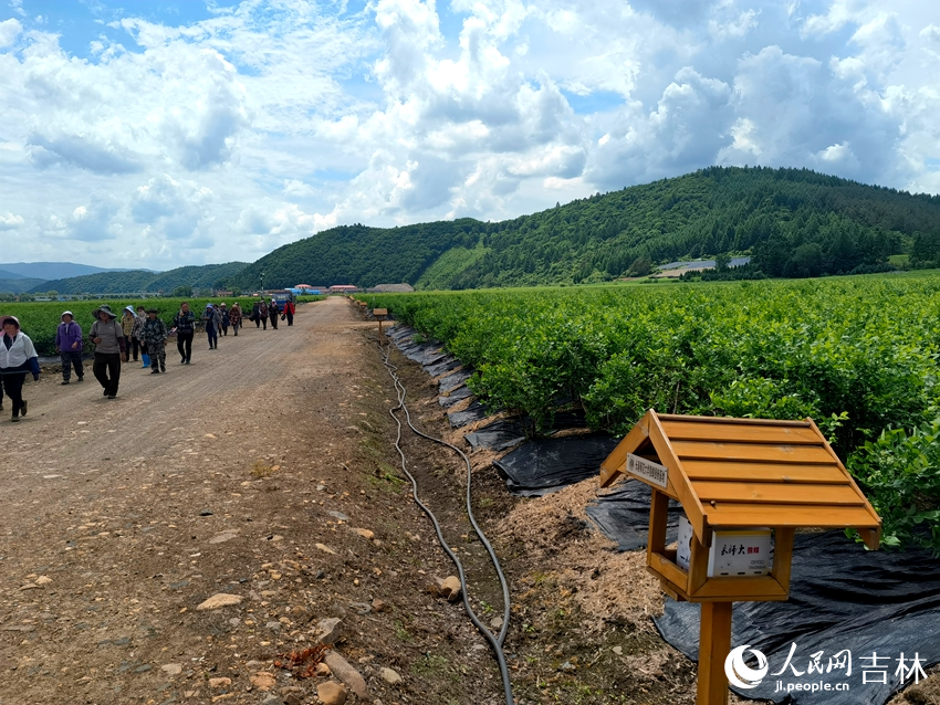 蓝莓基地。人民网记者 马俊华摄