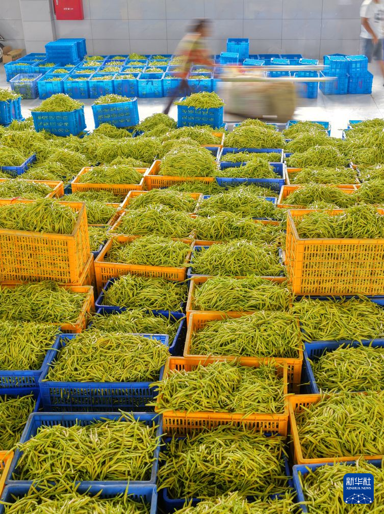 湖南衡阳:黄花菜飘香采收忙