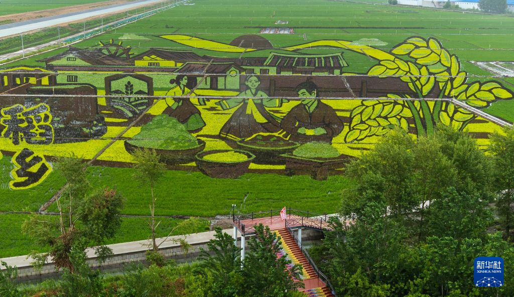 “北大仓”稻田画:黑土地上绘“丰”景