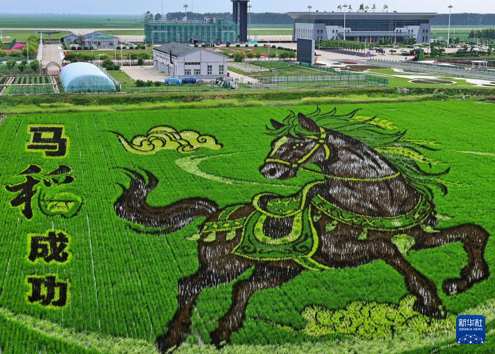“北大仓”稻田画:黑土地上绘“丰”景