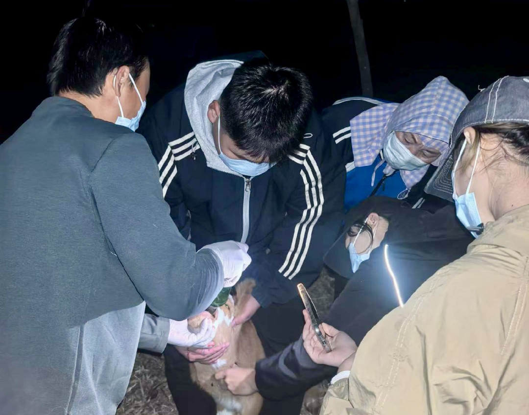基层出题、高校解题!鄂托克旗校地协同赋能现代畜牧业