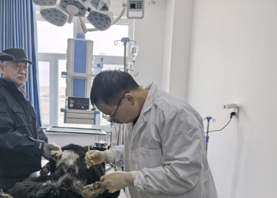 百万级基因位点实证:新疆牧羊犬有了“中国籍”科学身份证
