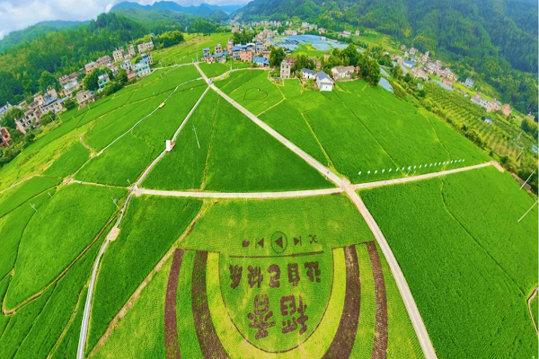 桂东:风吹稻香浓 图片1.png