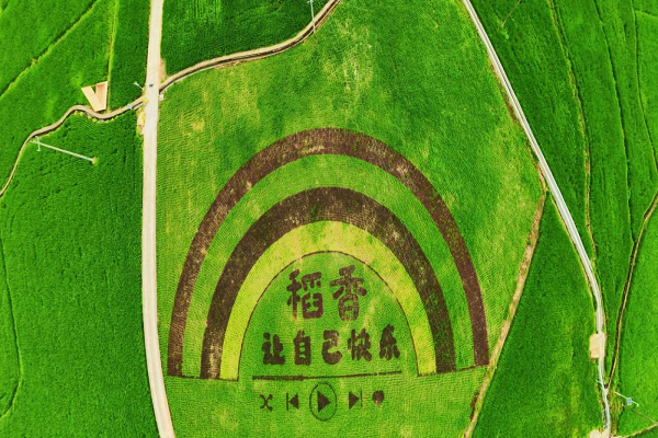桂东:风吹稻香浓 图片3.png