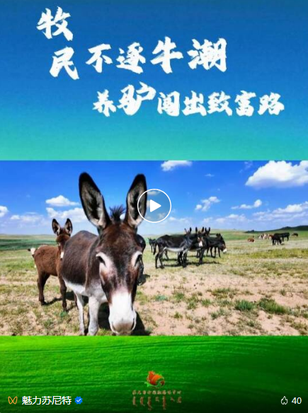 走一线 改文风 | 不追养牛热潮！牧民宝小龙“养驴拓新路”