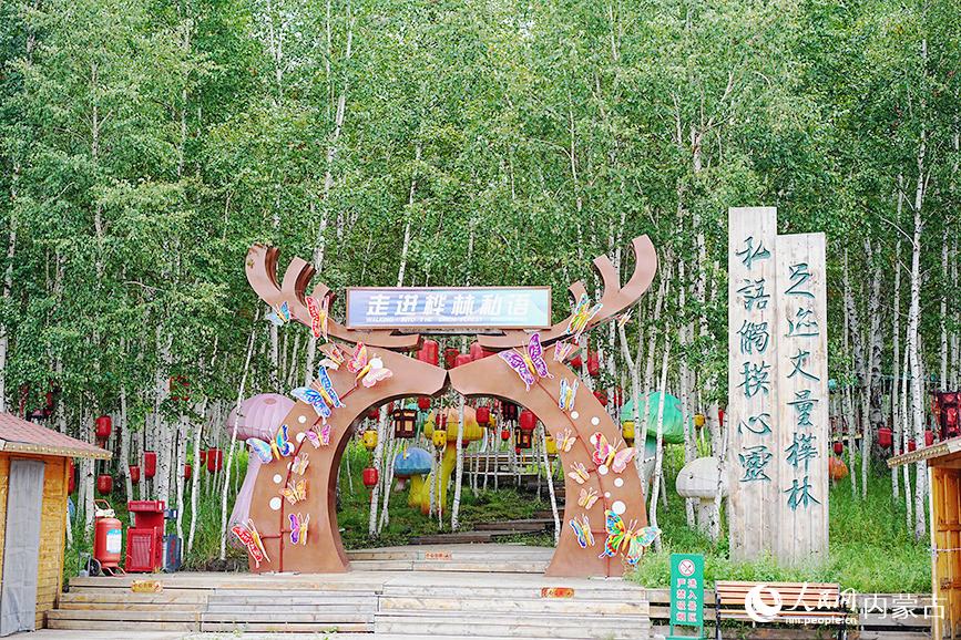 内蒙古呼伦贝尔:林海深处有清境 凤凰山夏景如画 步入“桦林私语”,尽享夏日清凉。人民网记者 张聿修摄