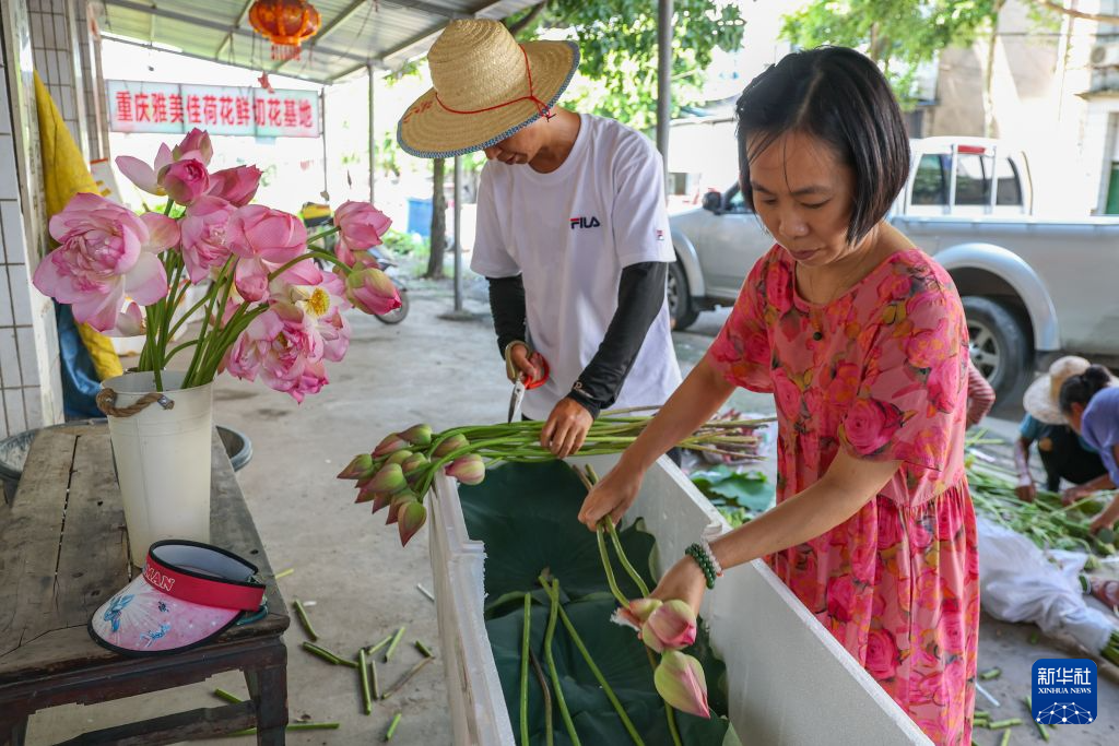 重庆大足:发展荷花产业 培育“美丽经济”