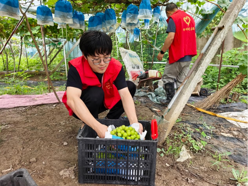 扬州市邗江区瓜洲镇：匠心守护，军桥葡萄飘香