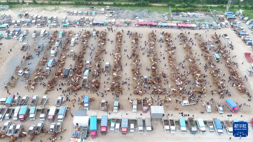 甘肃定西:全产业链发展牛羊养殖业