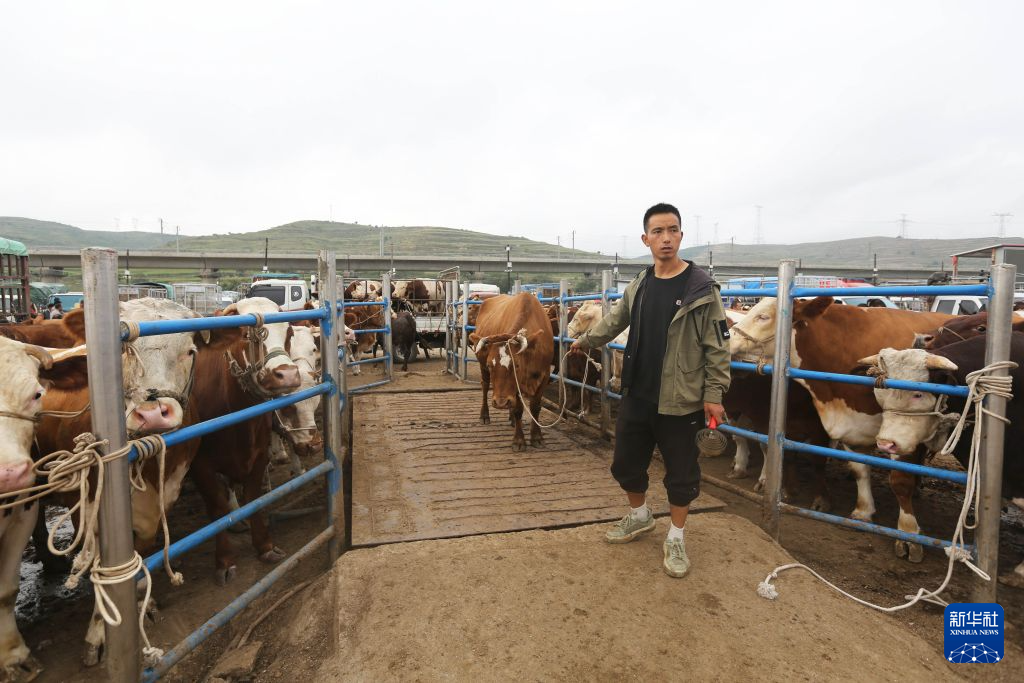 甘肃定西:全产业链发展牛羊养殖业