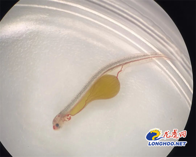 南京高淳:科技“活”水蹚出增收新路径