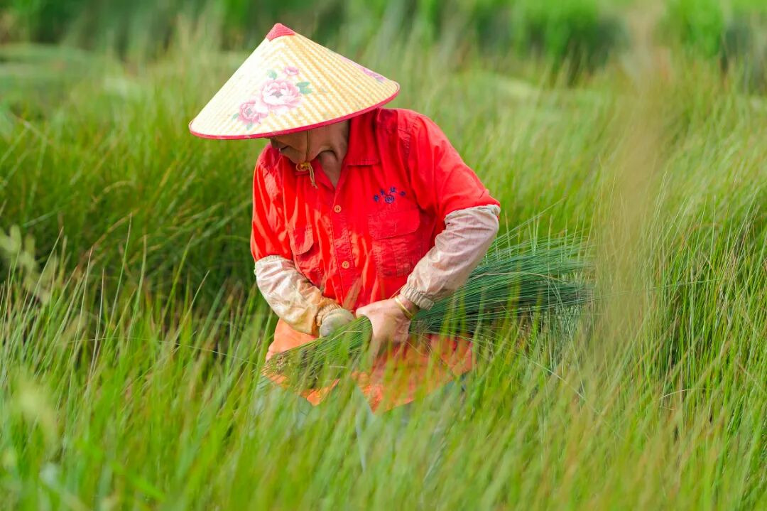 浒墅关：盛夏收蔺草，千年文脉长