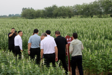 老字号联袂深耕沃土 京鲁携手共助乡村振兴——北京同日升有机芝麻山东种植基地在无棣县正式揭牌 老字号联袂深耕沃土 京鲁携手共助乡村振兴——北京同日升有机芝麻山东种植基地在无棣县正式揭牌