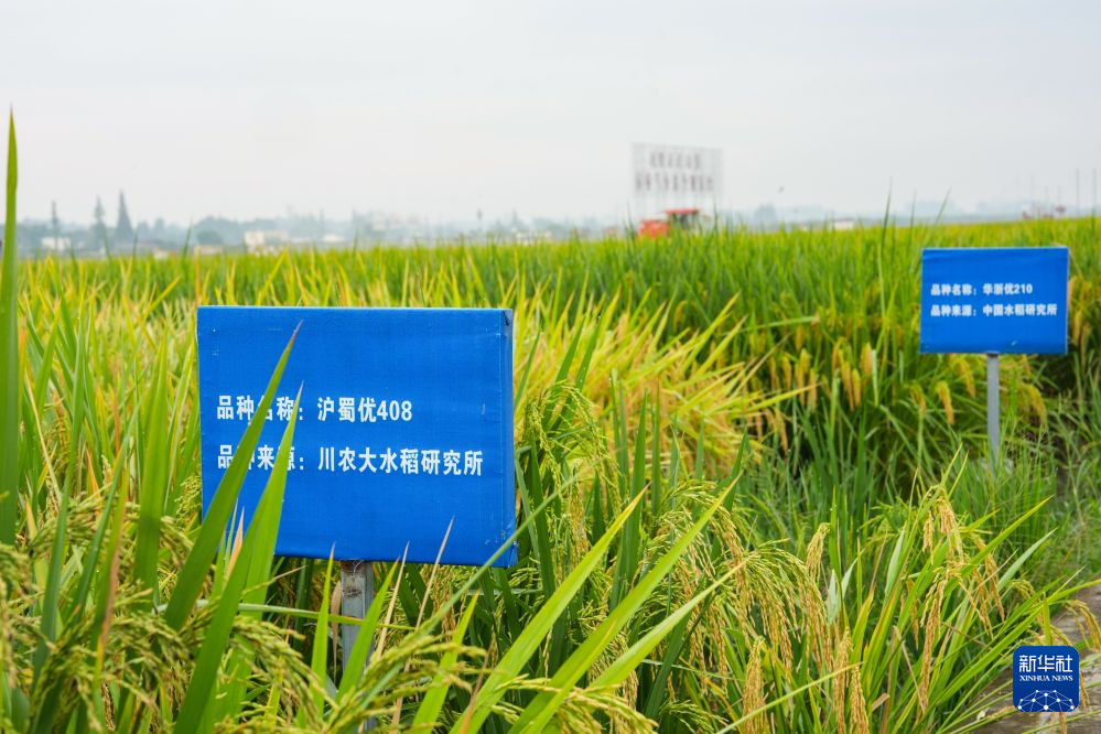 永丰村迎秋粮收获