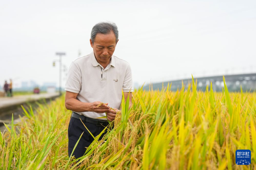 永丰村迎秋粮收获