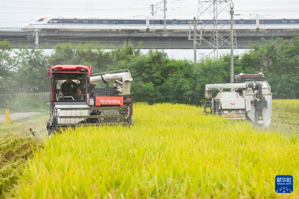 永丰村迎秋粮收获