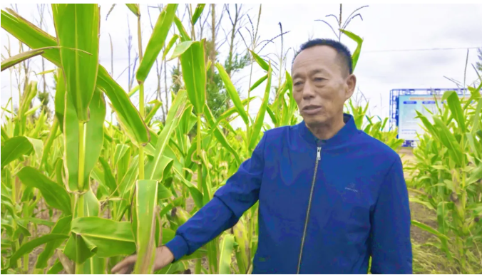 鄂托克旗:宽窄行种植模式助农牧民节水增收 鄂托克旗:宽窄行种植模式助农牧民节水增收