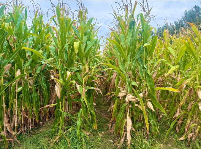 鄂托克旗:宽窄行种植模式助农牧民节水增收 鄂托克旗:宽窄行种植模式助农牧民节水增收