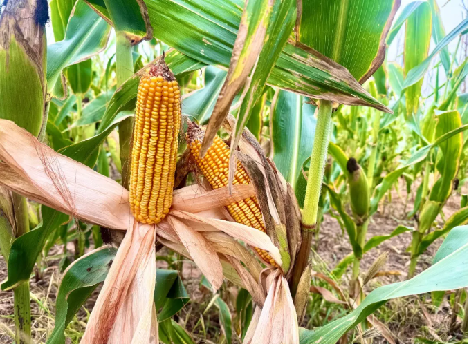鄂托克旗:宽窄行种植模式助农牧民节水增收 鄂托克旗:宽窄行种植模式助农牧民节水增收