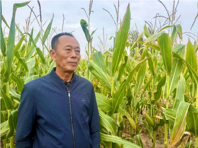鄂托克旗:宽窄行种植模式助农牧民节水增收 鄂托克旗:宽窄行种植模式助农牧民节水增收