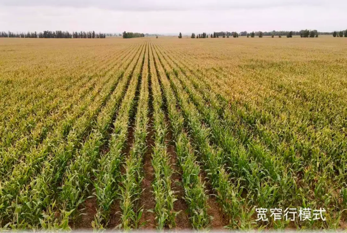 鄂托克旗:宽窄行种植模式助农牧民节水增收 鄂托克旗:宽窄行种植模式助农牧民节水增收
