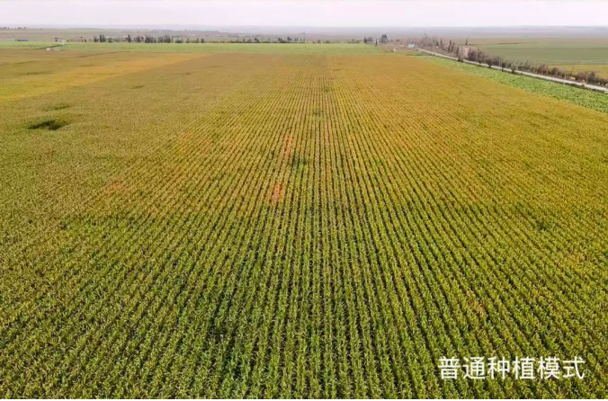 鄂托克旗:宽窄行种植模式助农牧民节水增收 鄂托克旗:宽窄行种植模式助农牧民节水增收