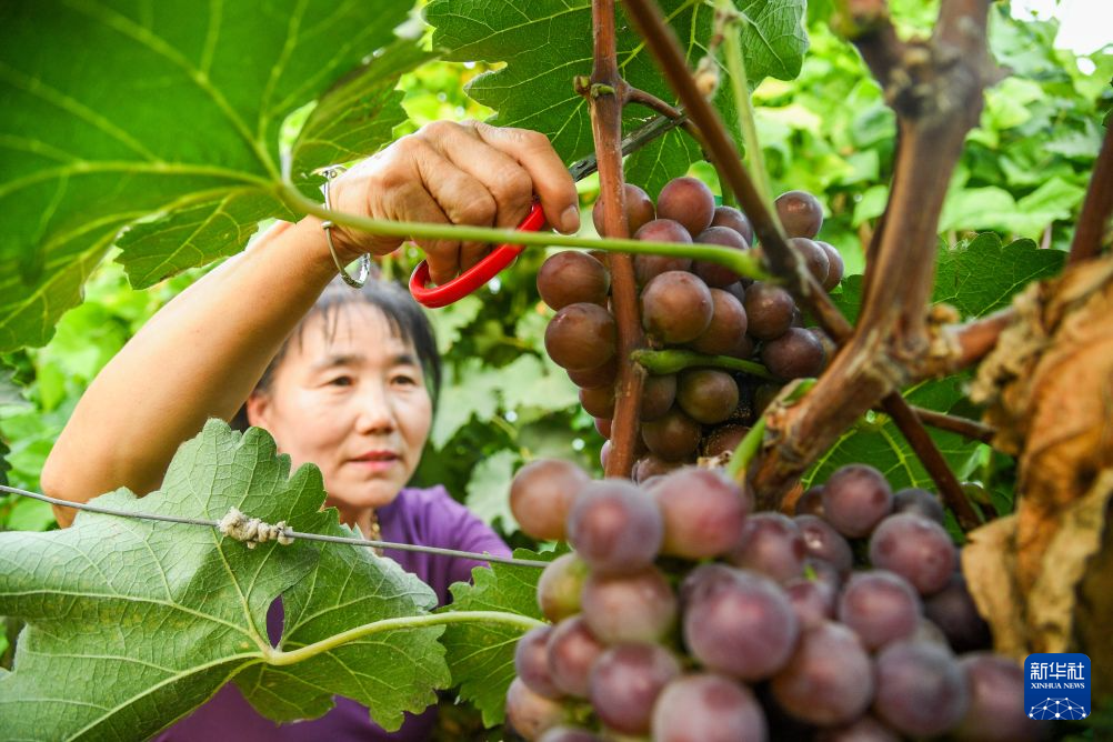 内蒙古通辽:甜蜜的收获
