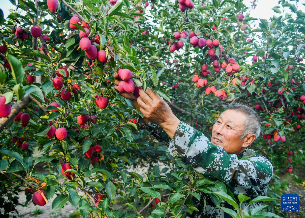 内蒙古通辽:甜蜜的收获