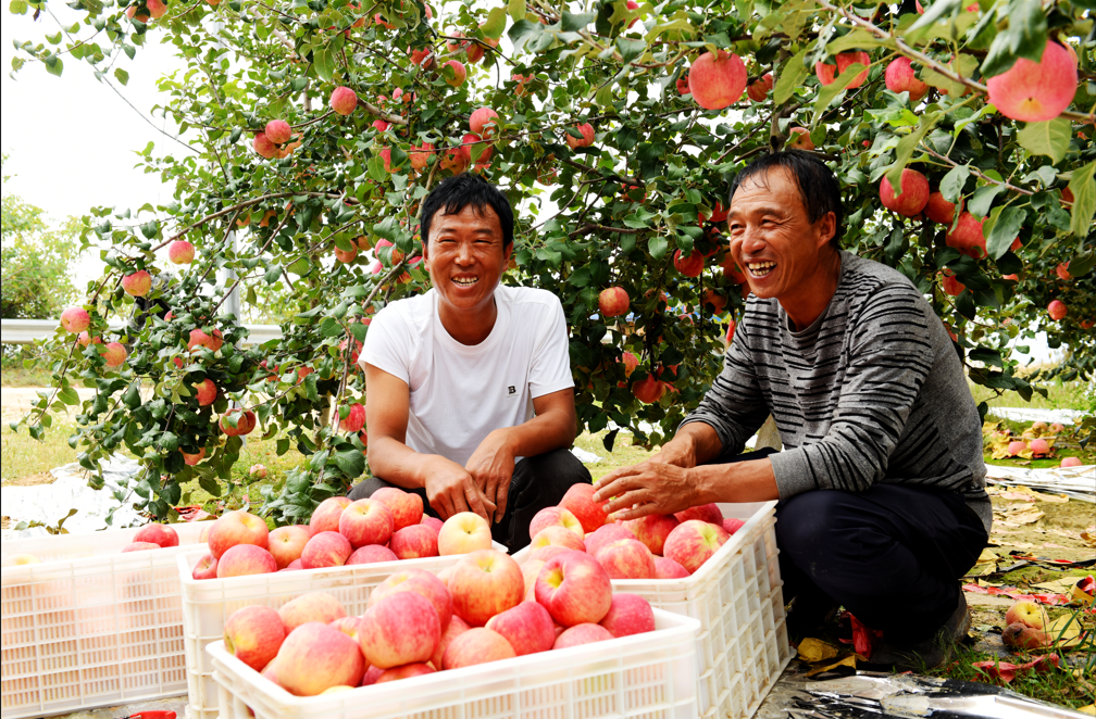 “宁粹”苹果的破圈之路——大宁县以特优农业激活乡村振兴新动能