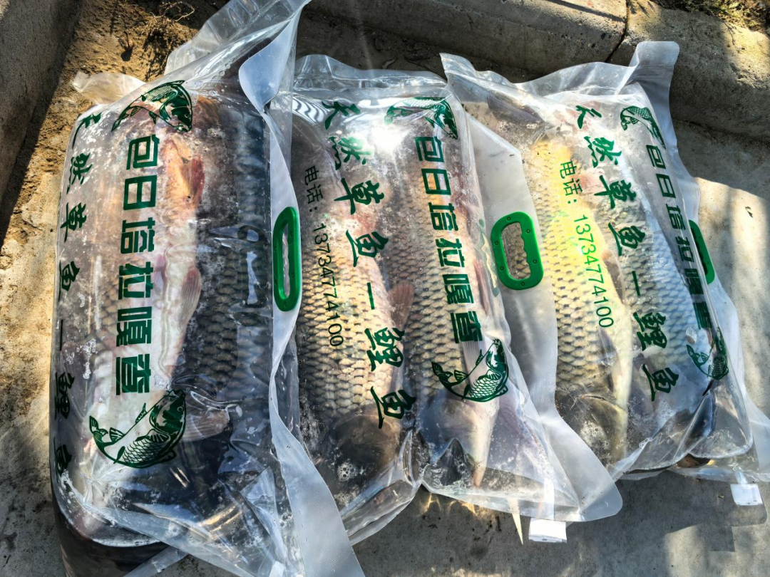 中秋品鲜正当时!鄂托克旗包日塔拉泉水鱼开捕啦