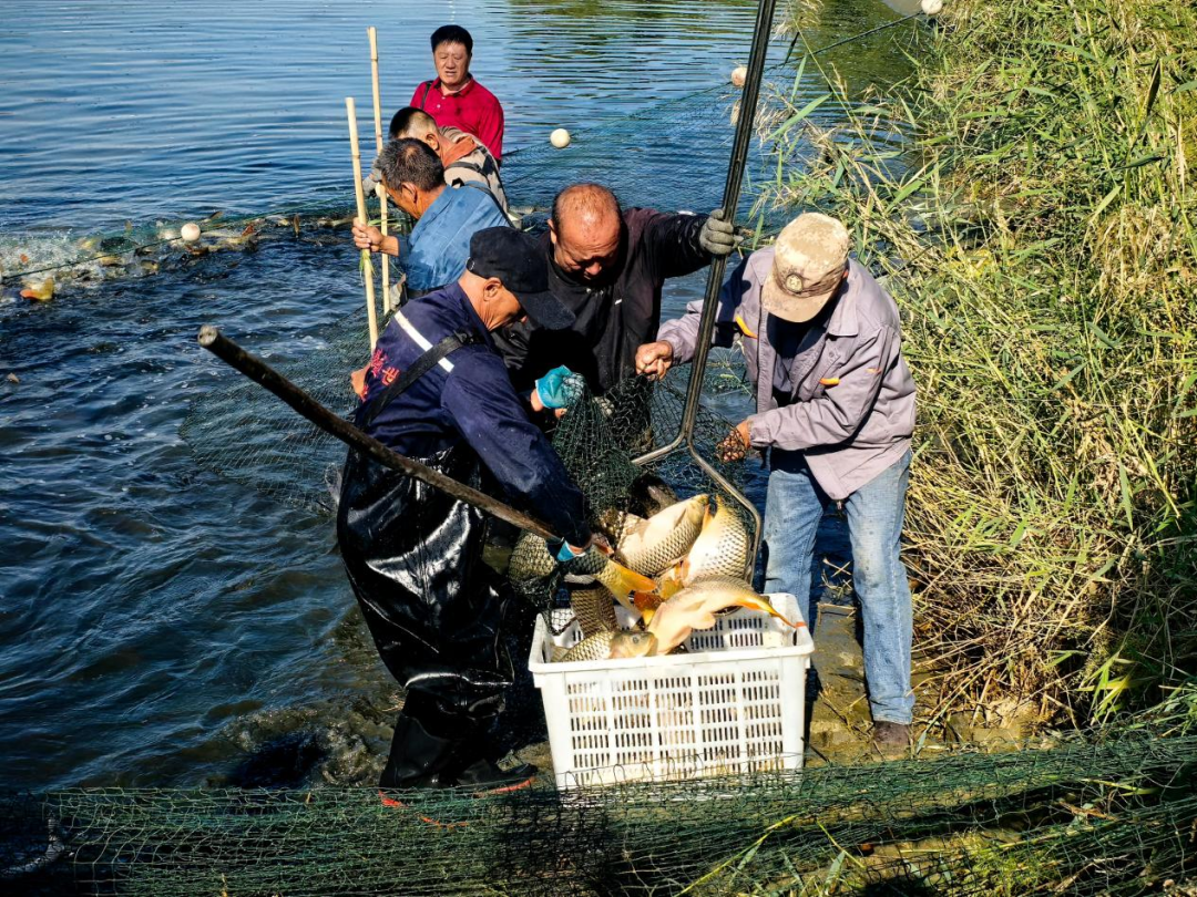 中秋品鲜正当时!鄂托克旗包日塔拉泉水鱼开捕啦