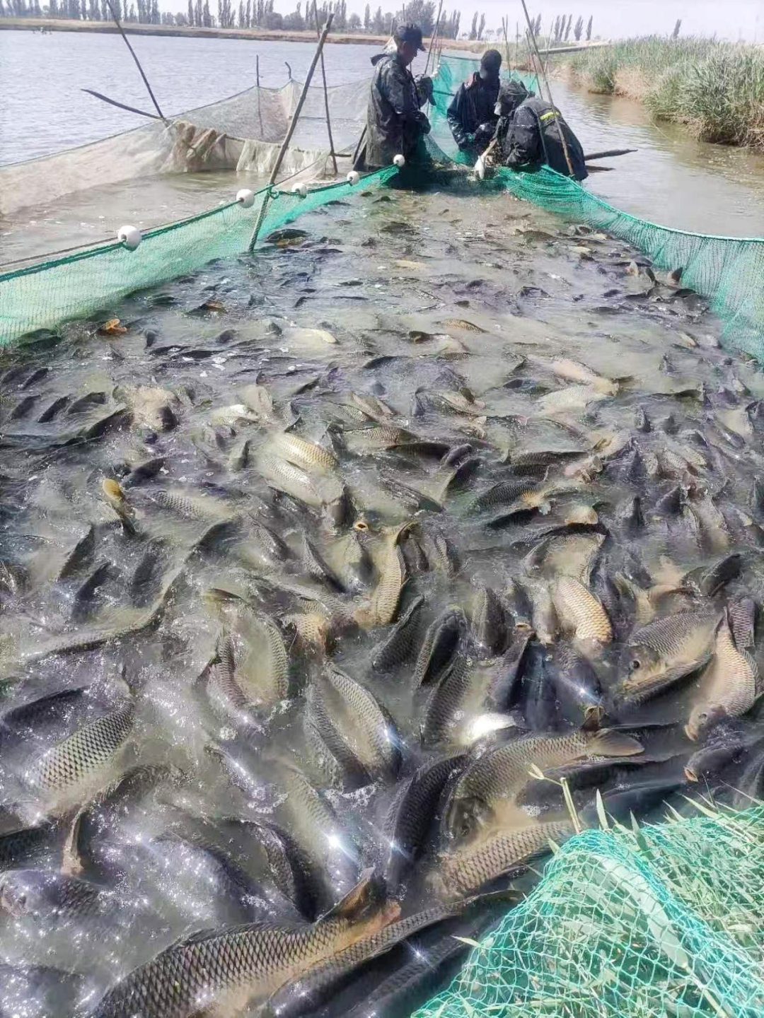 中秋品鲜正当时!鄂托克旗包日塔拉泉水鱼开捕啦