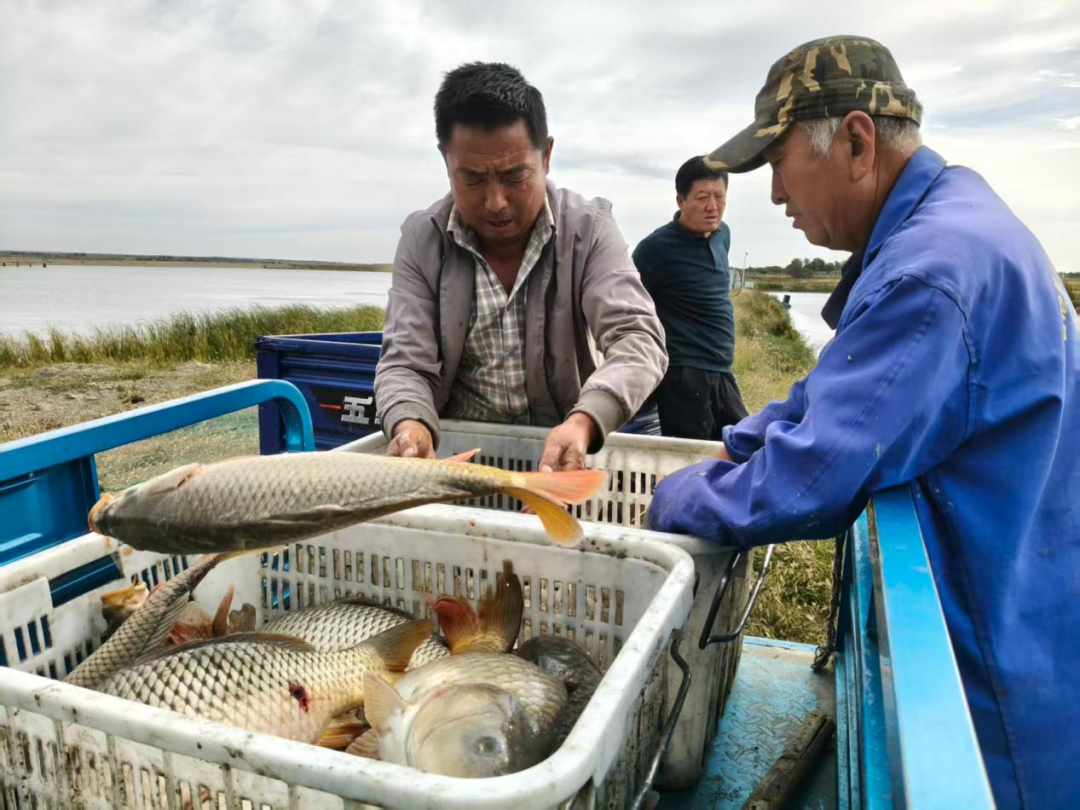 中秋品鲜正当时!鄂托克旗包日塔拉泉水鱼开捕啦