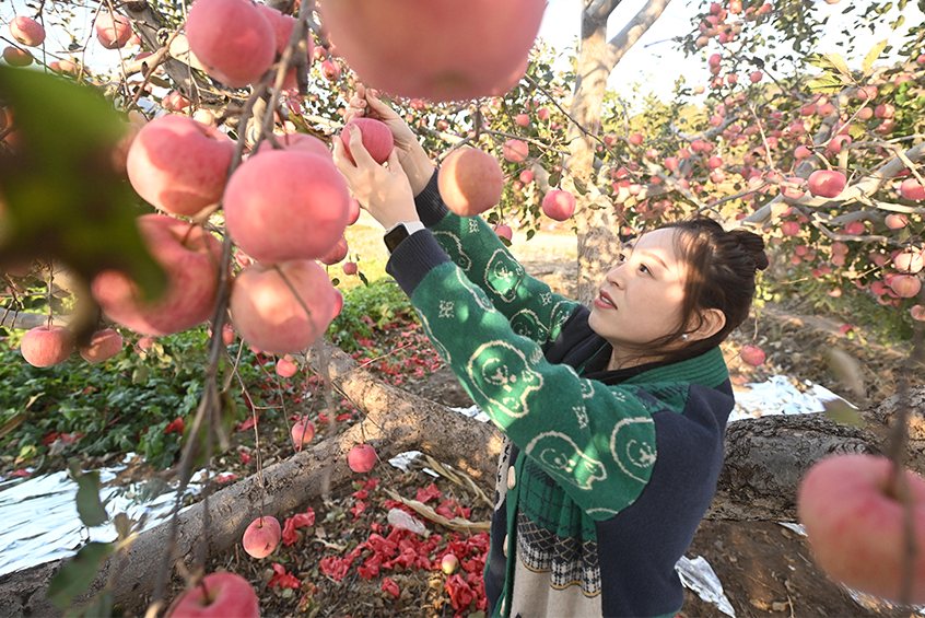 河北承德县：燕山深处苹果红 丰收采摘忙