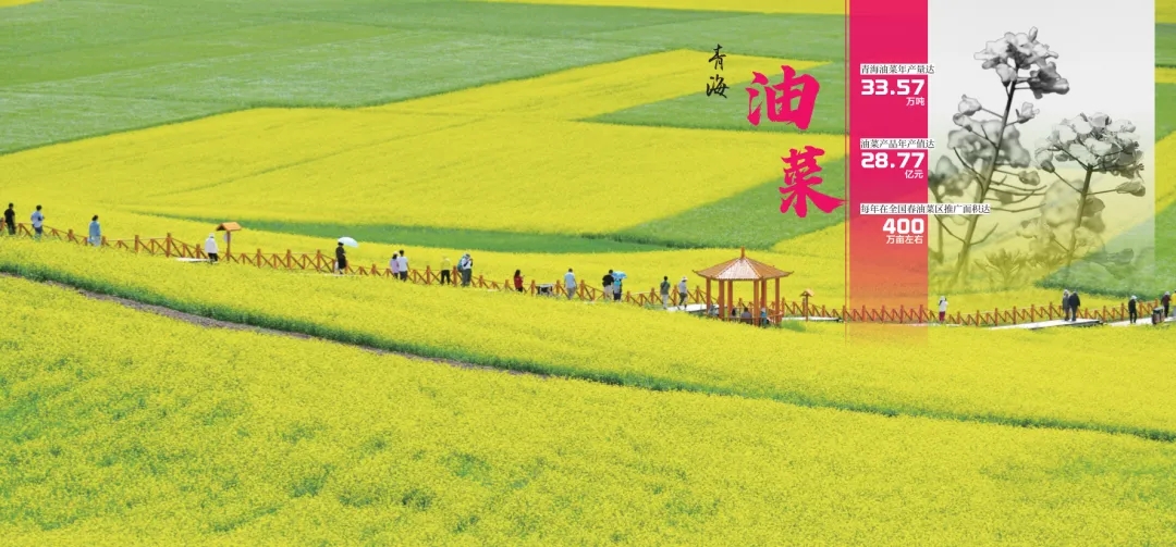 《青海省农牧业产业故事》发布：以文为脉赋能特色产业高质量发展