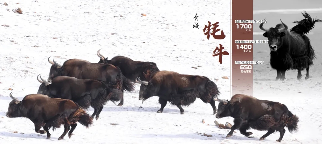 《青海省农牧业产业故事》发布：以文为脉赋能特色产业高质量发展