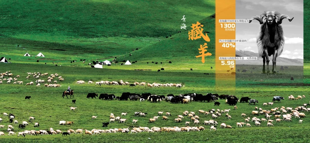 《青海省农牧业产业故事》发布：以文为脉赋能特色产业高质量发展